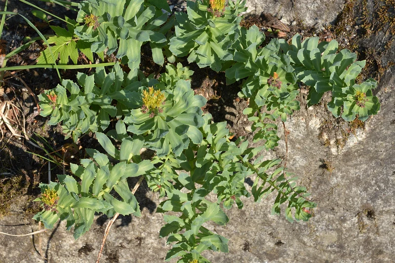 Rhodiola rosea — zioło adaptogenne regulujące kortyzol