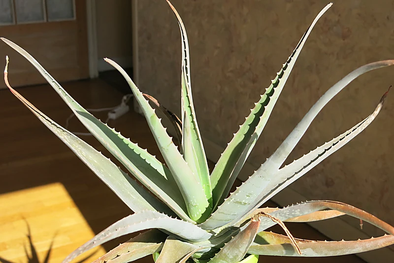Aloe vera