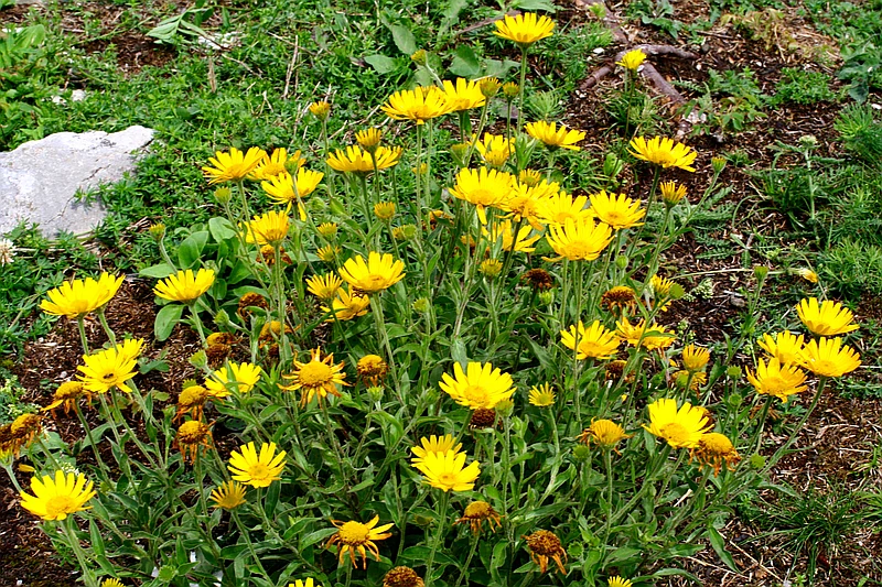 Arnica montana
