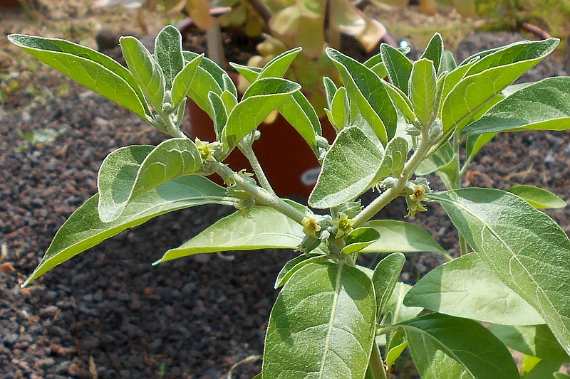 Ashwagandha