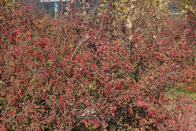 Berberyna
