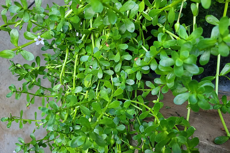 Bacopa monnieri