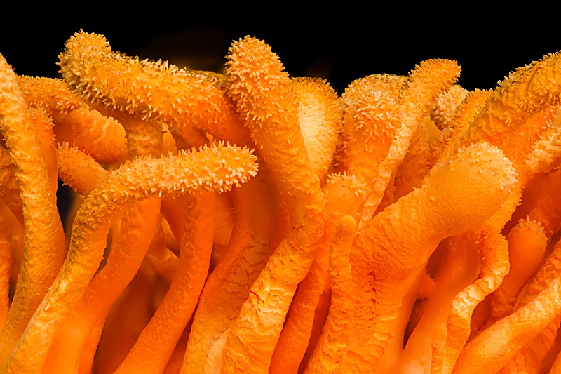 Cordyceps