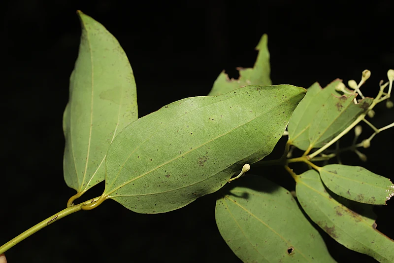 Cinnamomum verum