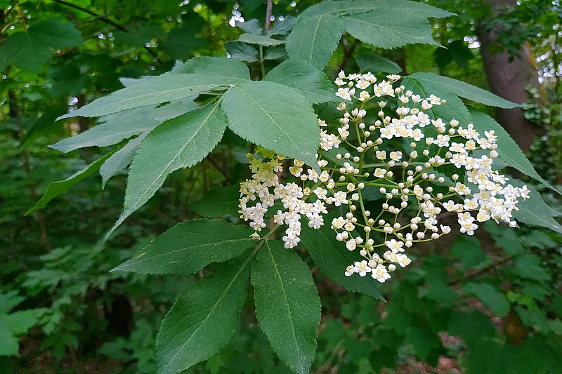 Czarny bez