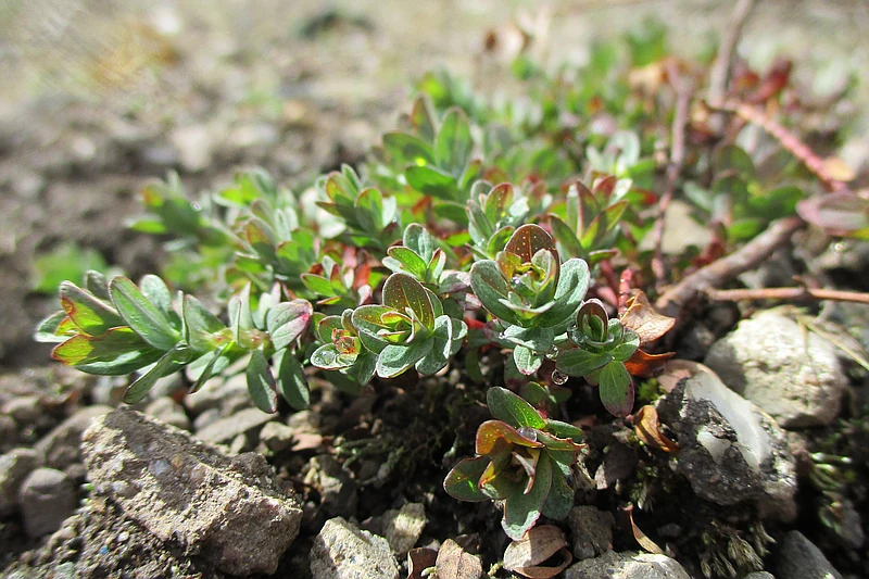 Hypericum perforatum
