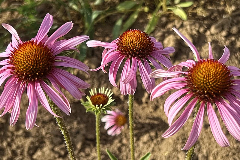 Echinacea — właściwości lecznicze