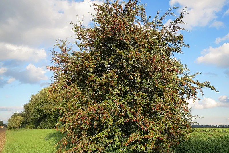 Crataegus monogyna