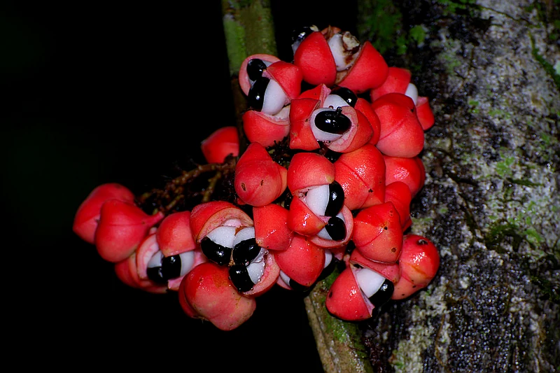 Guarana