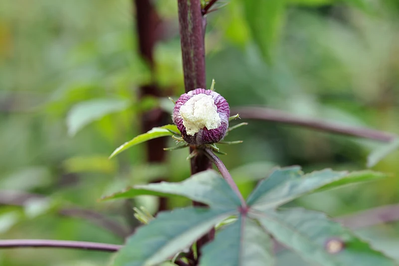 Hibiscus sabdariffa
