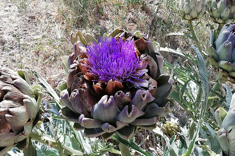 Cynara scolymus