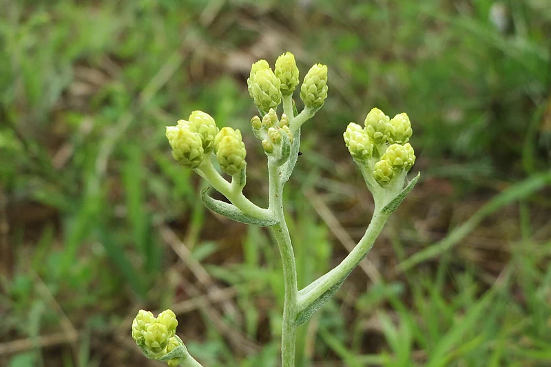 Helichrysum arenarium