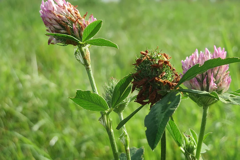 Trifolium pratense