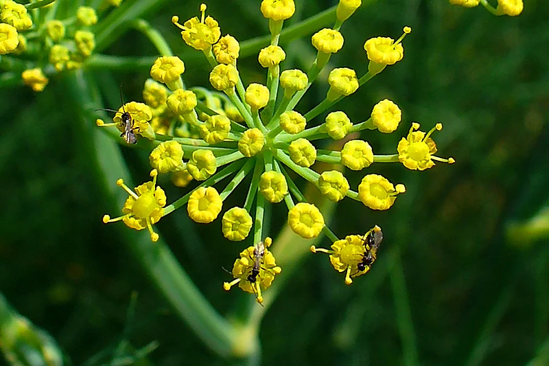 Foeniculum vulgare