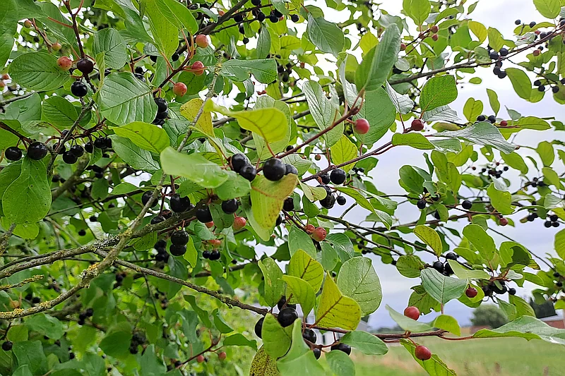 Frangula alnus
