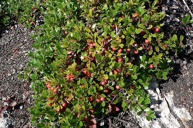 Arctostaphylos uva-ursi