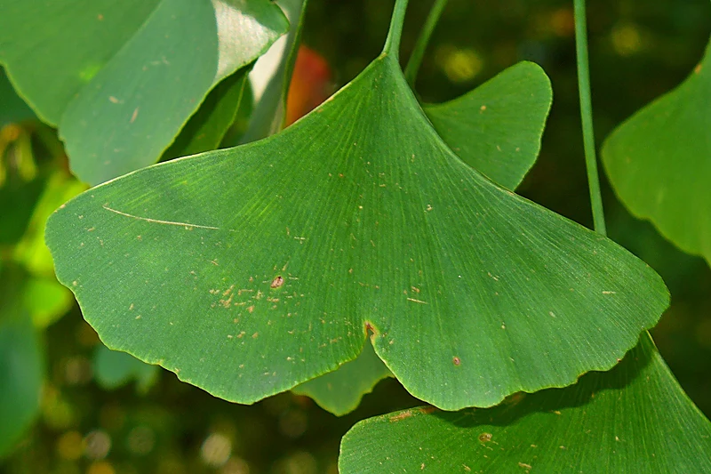 Ginkgo biloba