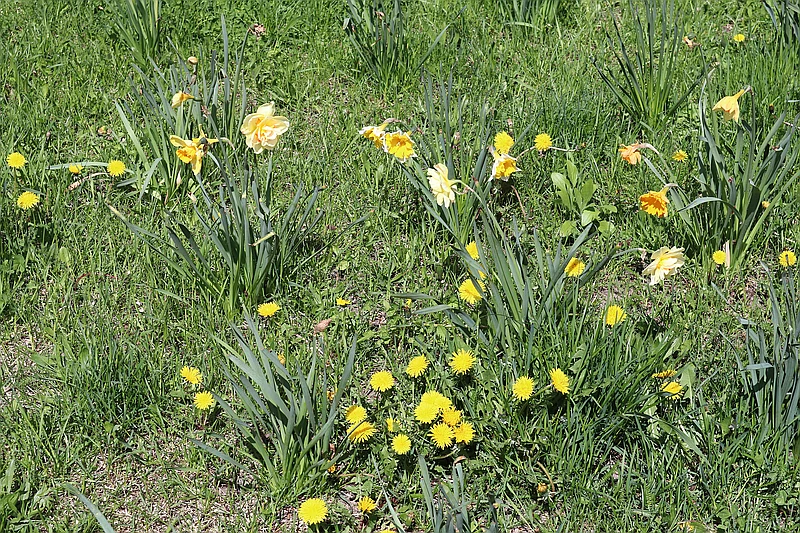 Taraxacum officinale