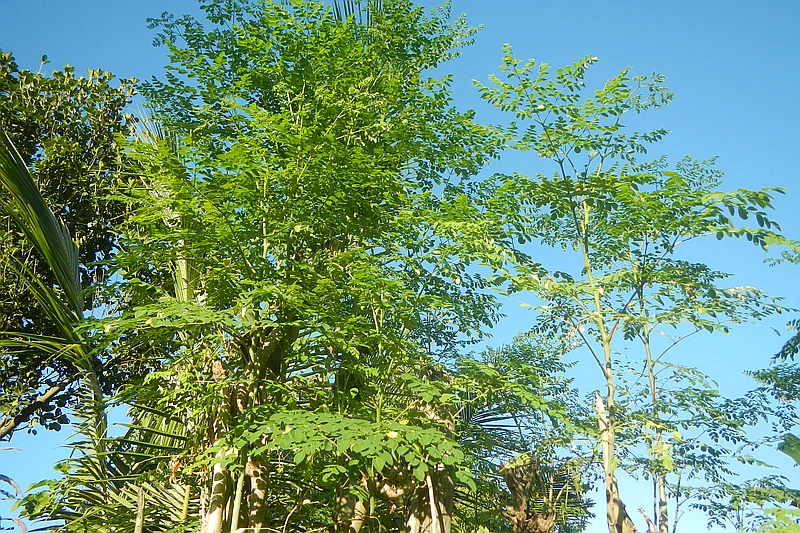 Moringa oleifera