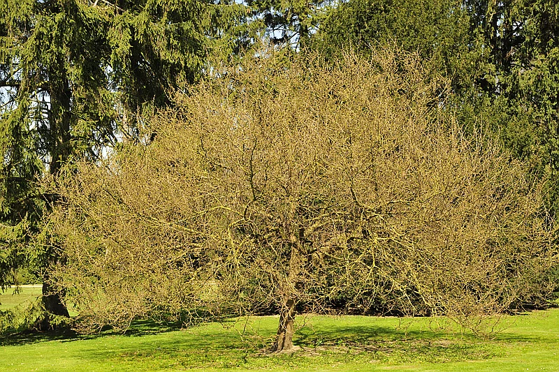 Morus alba