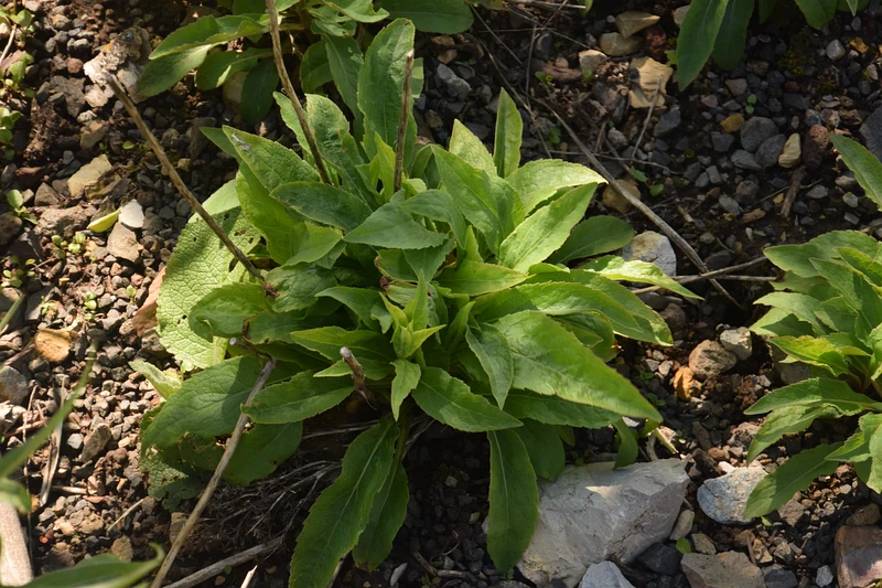 Solidago virgaurea