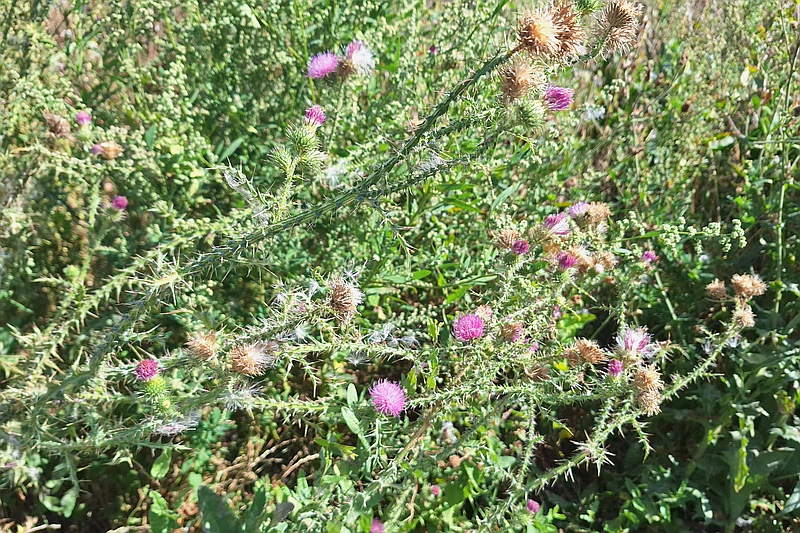 Silybum marianum