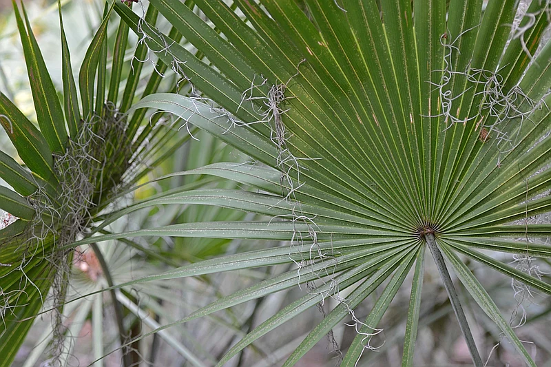 Serenoa repens
