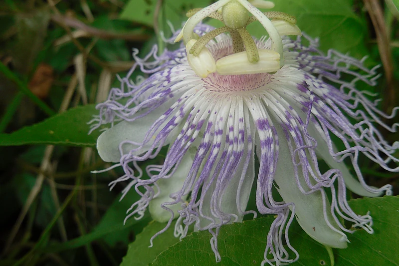 Passyflora