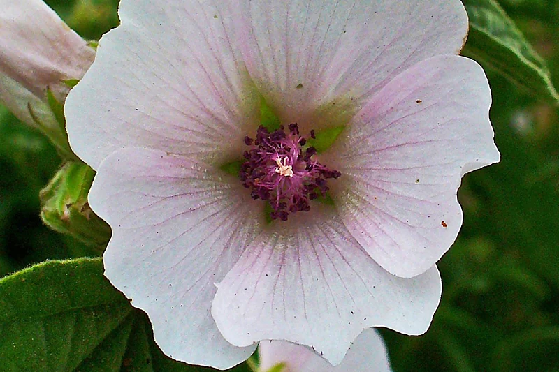 Althaea officinalis