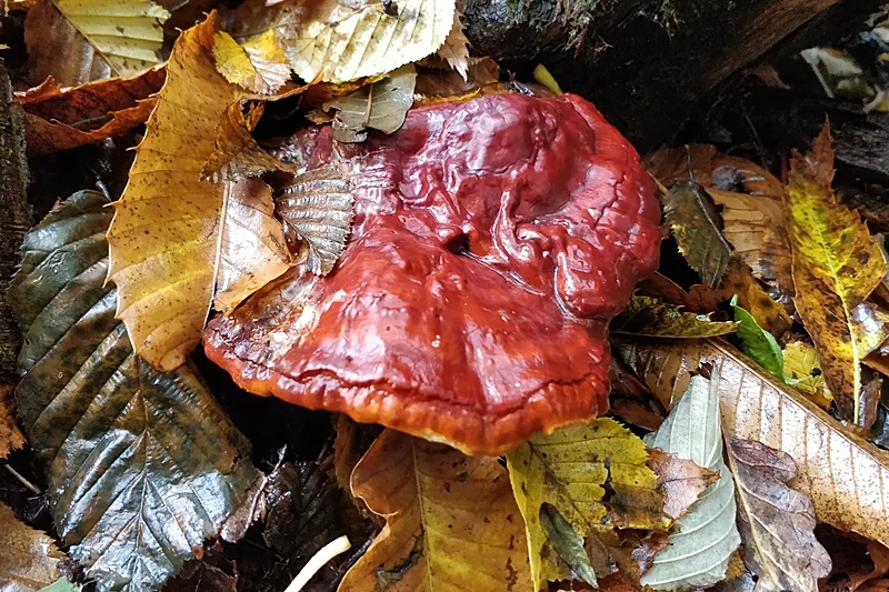 Reishi