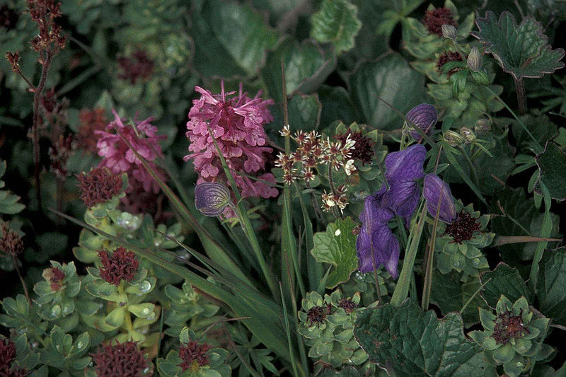 Rhodiola — właściwości lecznicze