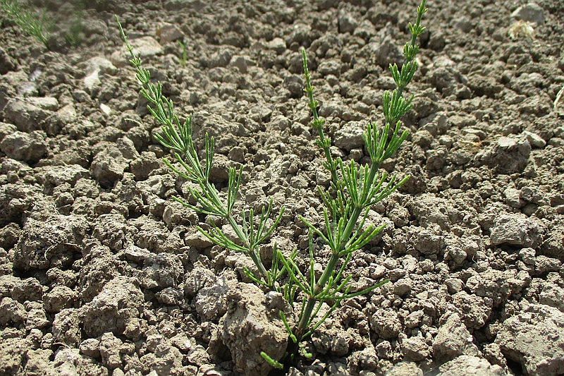 Equisetum arvense