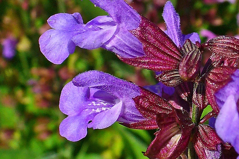 Szałwia
