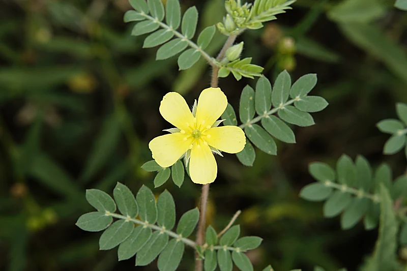 Tribulus