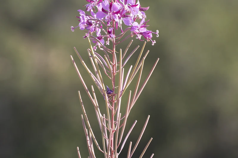 Epilobium angustifolium