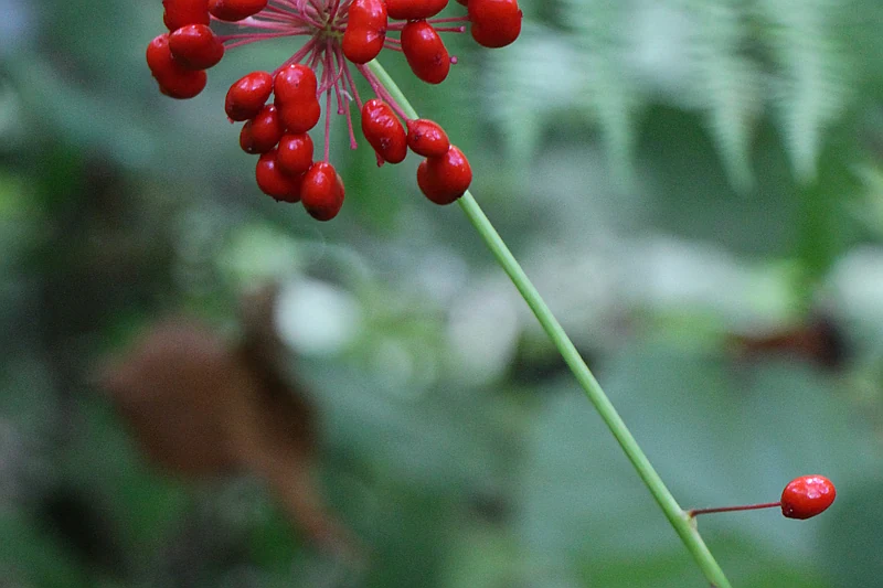 Żeń-szeń